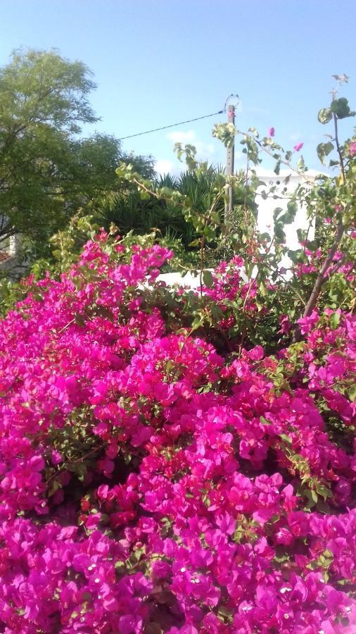 Bed and Breakfast Pensao Algarve São Brás de Alportel Exteriér fotografie